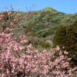 一般用3月 春の嵯峨山 と頼朝桜