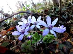 一般用2月 オオミスミソウ 角田山 s